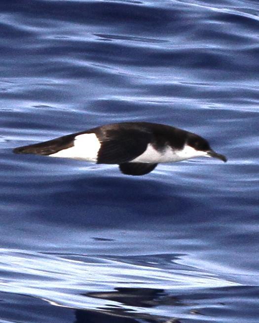 Newell's Shearwater Photo by André Raine