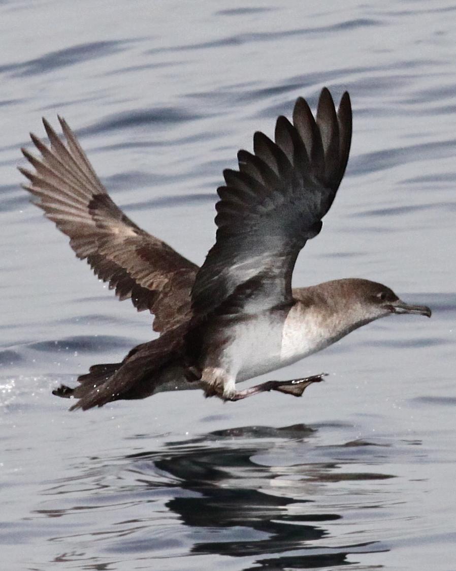 Black-vented Shearwater Photo by Knut Hansen