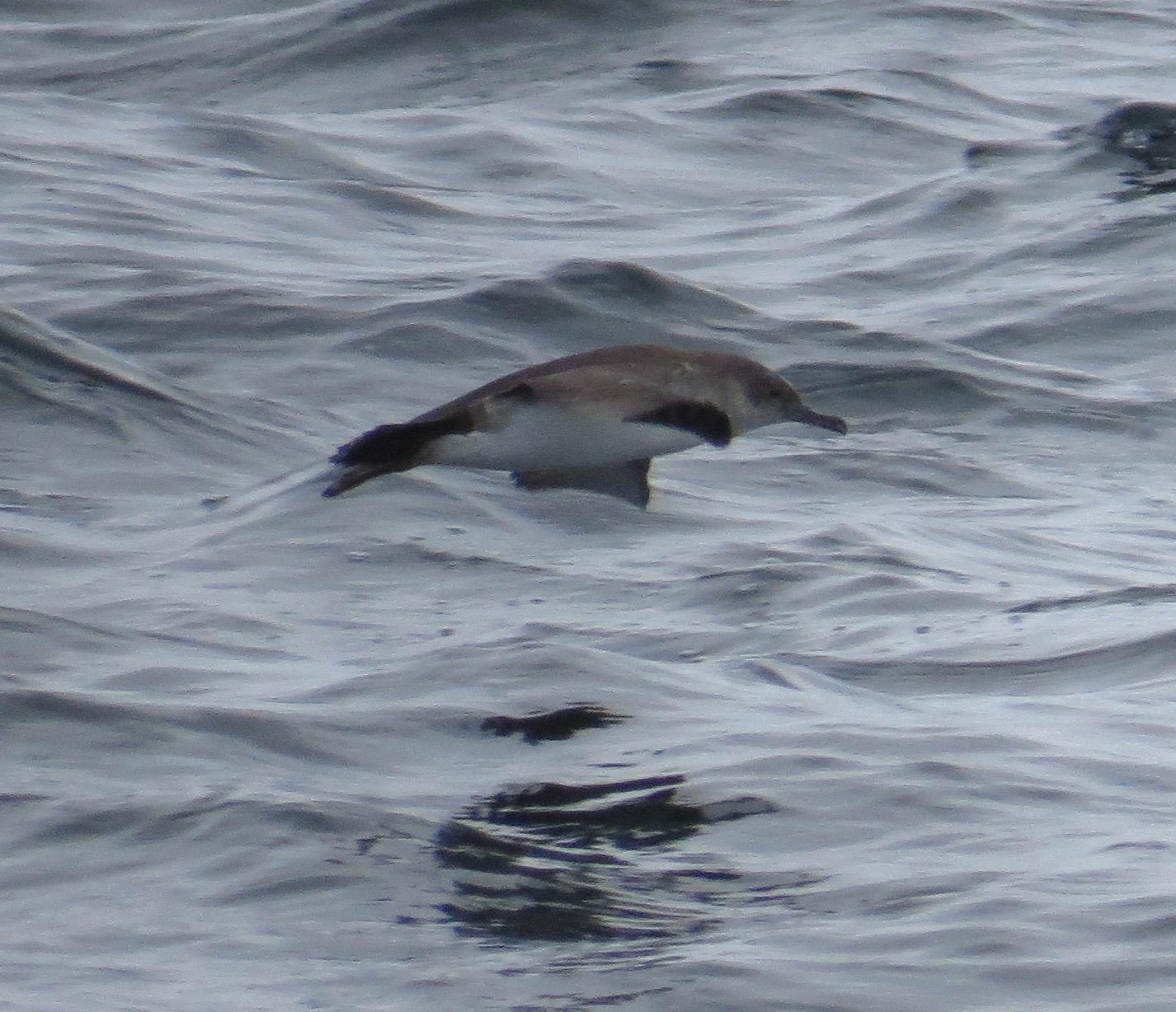 Black-vented Shearwater Photo by Don Glasco