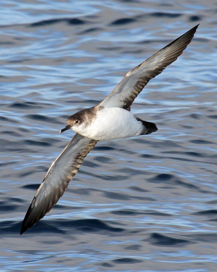 Black-vented Shearwater Photo by Jamie Chavez