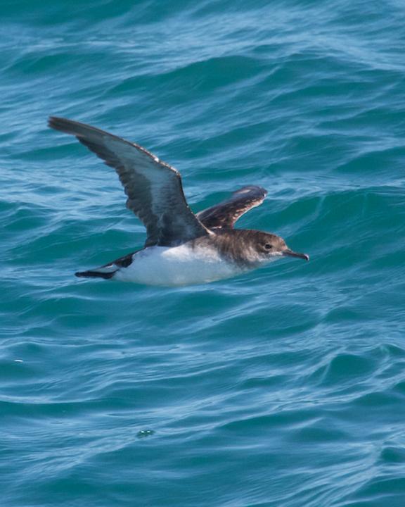 Fluttering Shearwater Photo by Chris Barnes