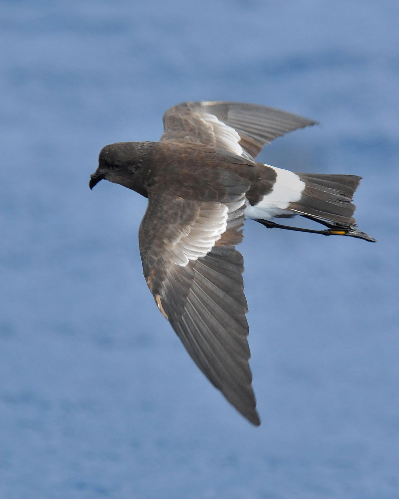 Wilson's Storm-Petrel Photo by Ryan P. O'Donnell