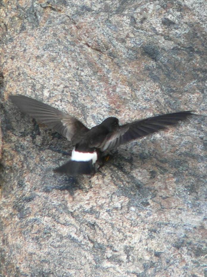 Wilson's Storm-Petrel Photo by Peter Lowe