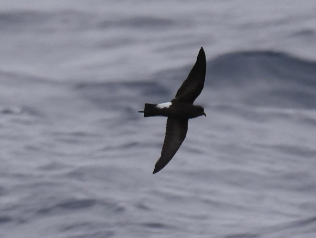 Wilson's Storm-Petrel Photo by Peter Lowe
