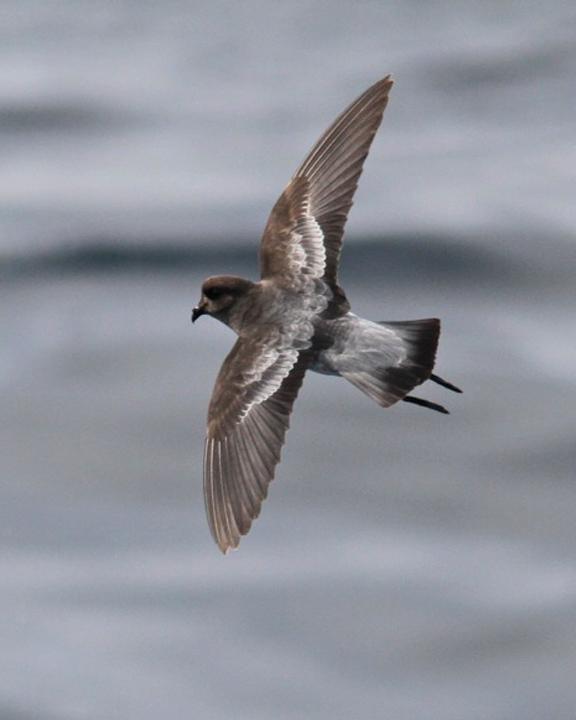 Gray-backed Storm-Petrel Photo by Dan Mantle