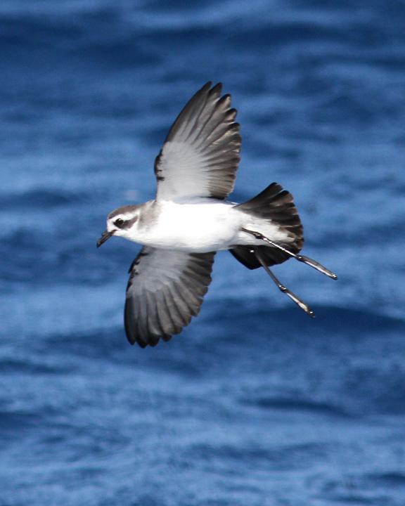 White-faced Storm-Petrel Photo by Dan Mantle