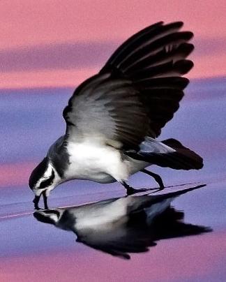 White-faced Storm-Petrel Photo by John Oates