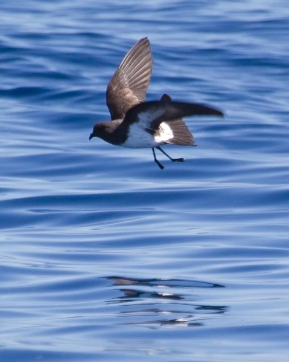 White-bellied Storm-Petrel Photo by Mat Gilfedder