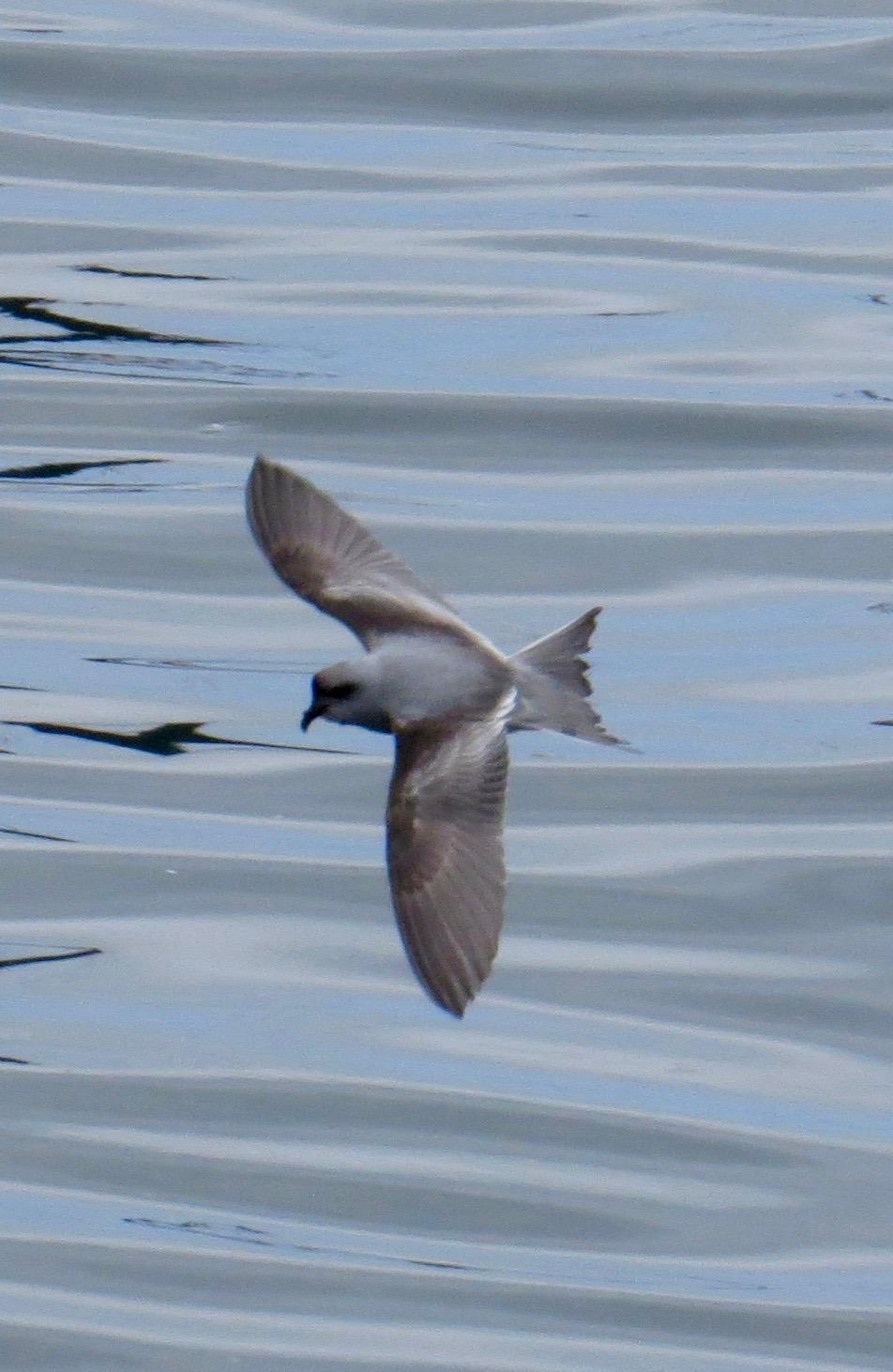 Fork-tailed Storm-Petrel Photo by Don Glasco