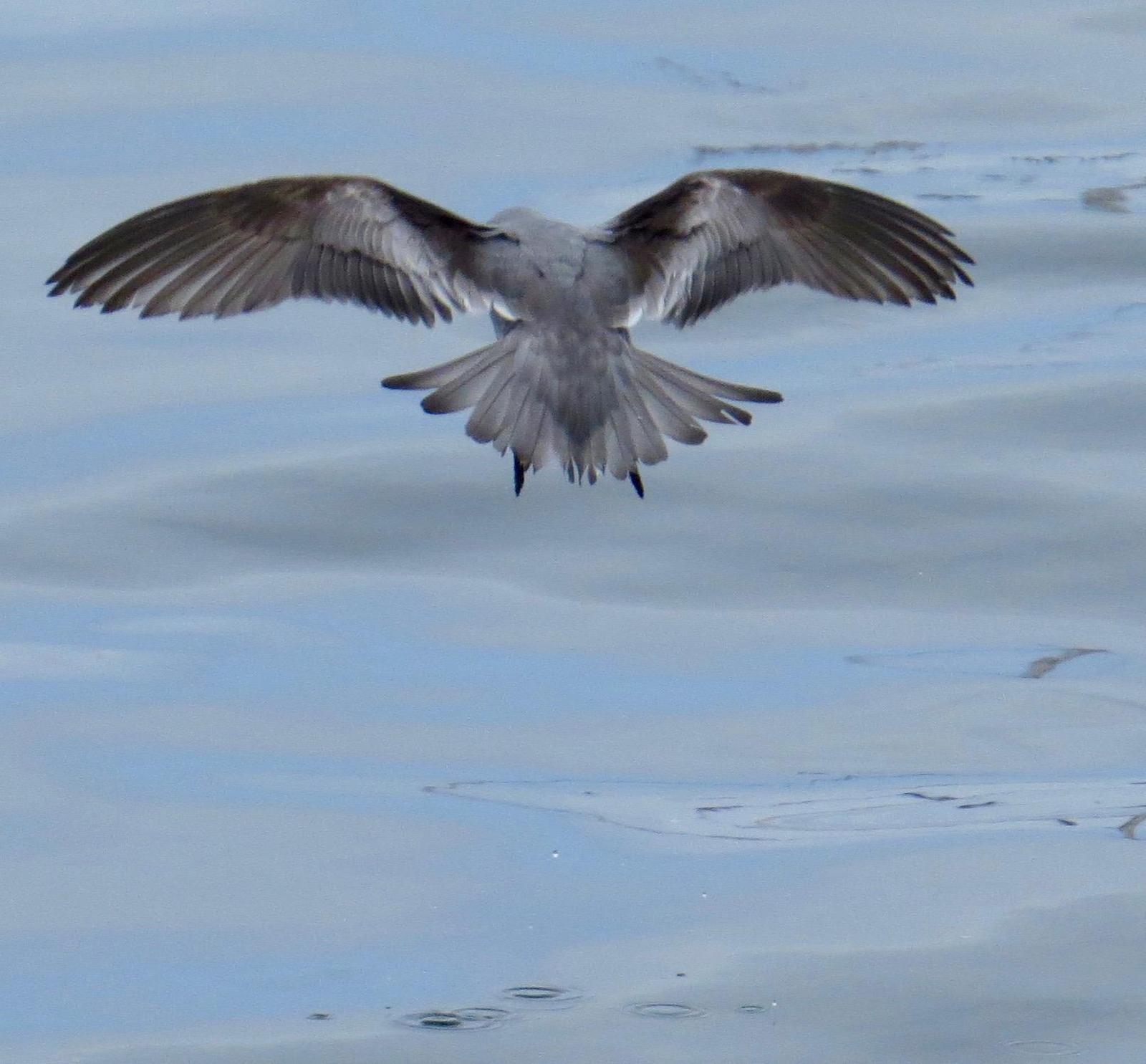 Fork-tailed Storm-Petrel Photo by Don Glasco