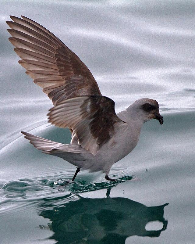 Fork-tailed Storm-Petrel Photo by Ryan Shaw