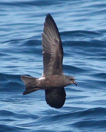 Leach's Storm-Petrel Photo by Andrew Core