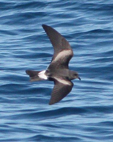 Leach's Storm-Petrel Photo by Andrew Core