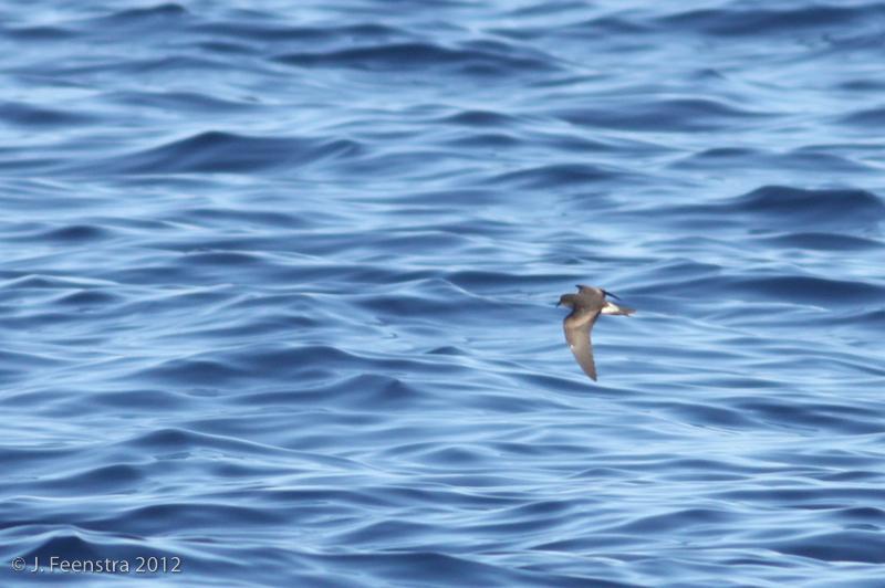 Townsend's Storm-Petrel Photo by Jonathan Feenstra