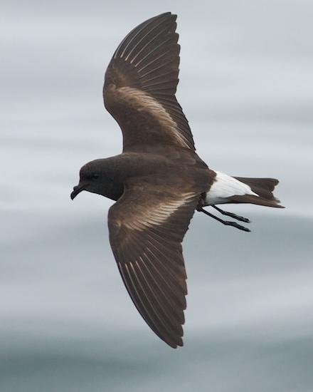 Wedge-rumped Storm-Petrel Photo by Tom Johnson