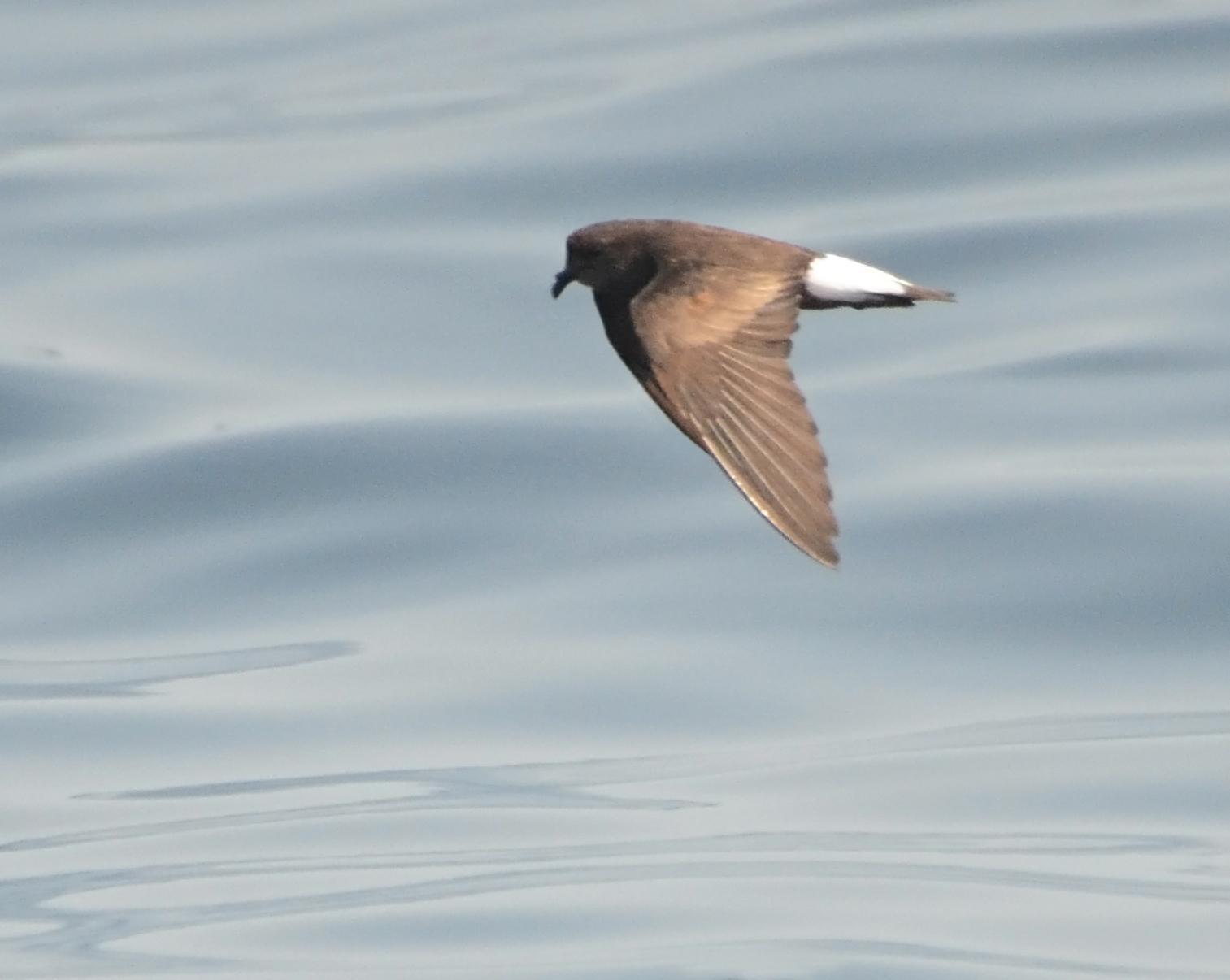 Wedge-rumped Storm-Petrel Photo by Steven Mlodinow