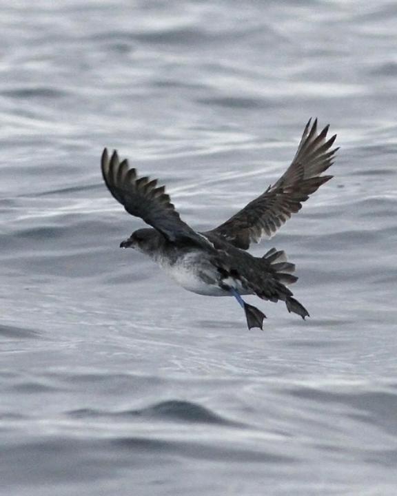 Common Diving-Petrel Photo by Murray Lord