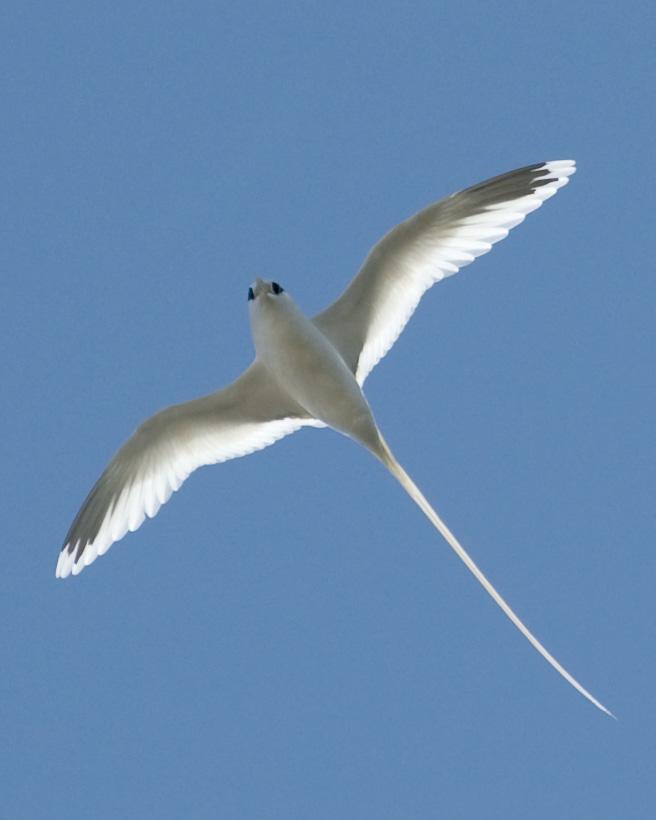 White-tailed Tropicbird Photo by Jonathan Bent
