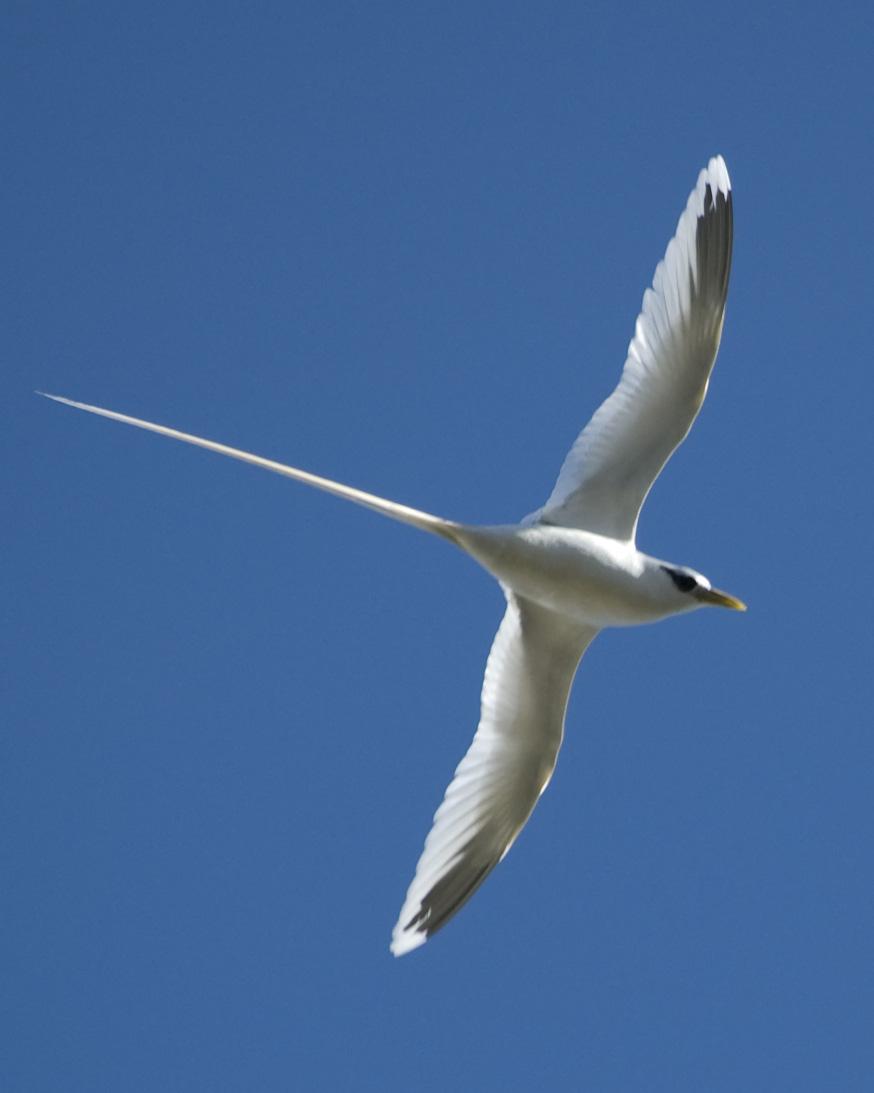 White-tailed Tropicbird Photo by Jonathan Bent