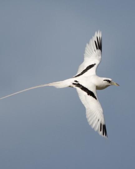 White-tailed Tropicbird Photo by Bob and Bettina Arrigoni