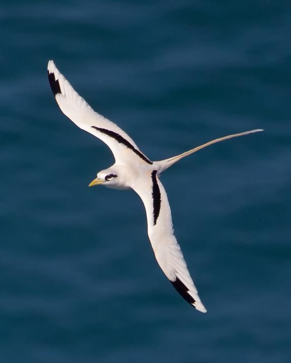 White-tailed Tropicbird Photo by Mat Gilfedder