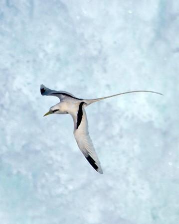 White-tailed Tropicbird Photo by Mat Gilfedder