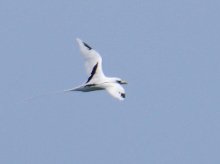 White-tailed Tropicbird (Pacific) Photo by Peter Lowe