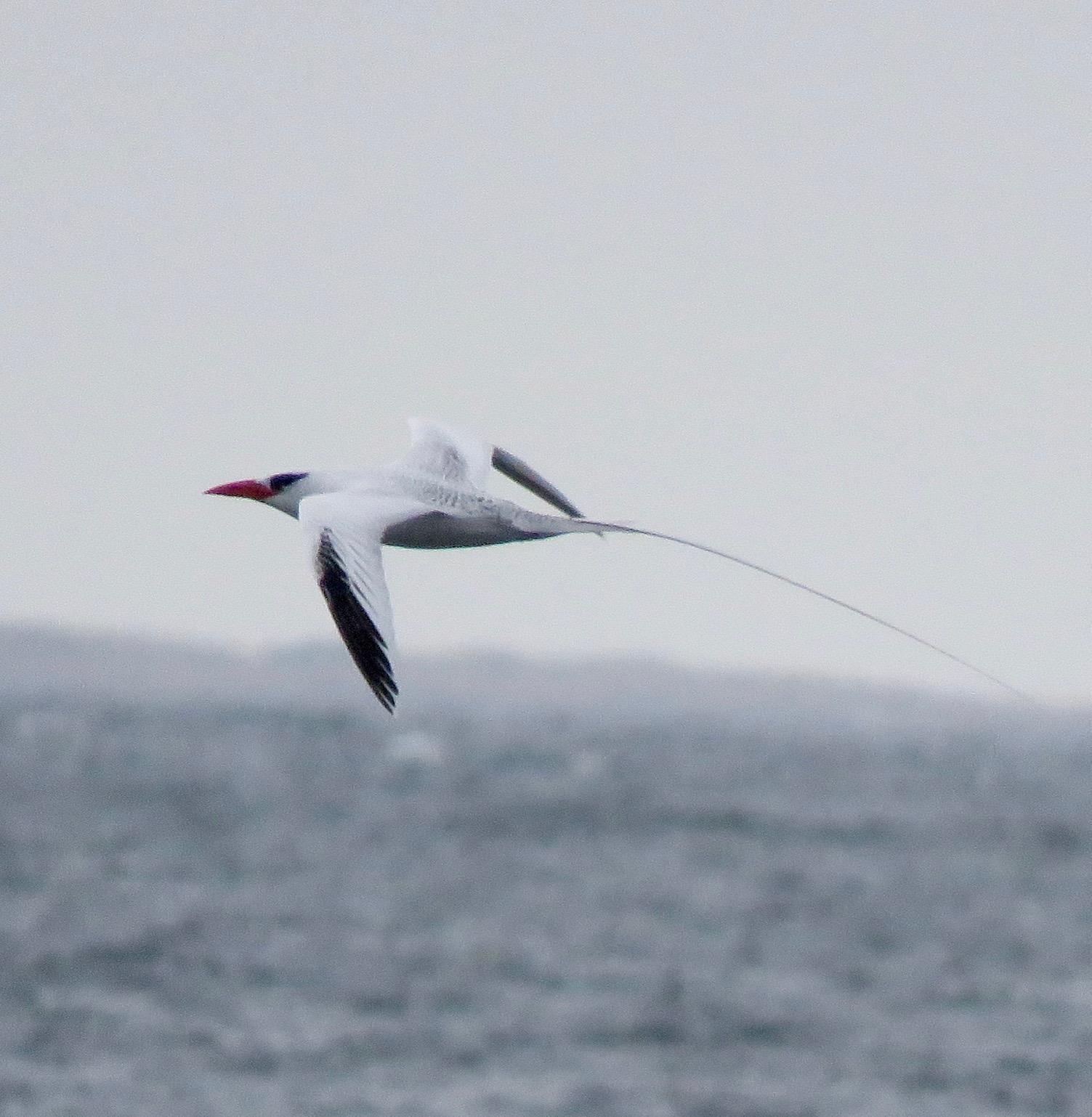 Red-billed Tropicbird Photo by Don Glasco