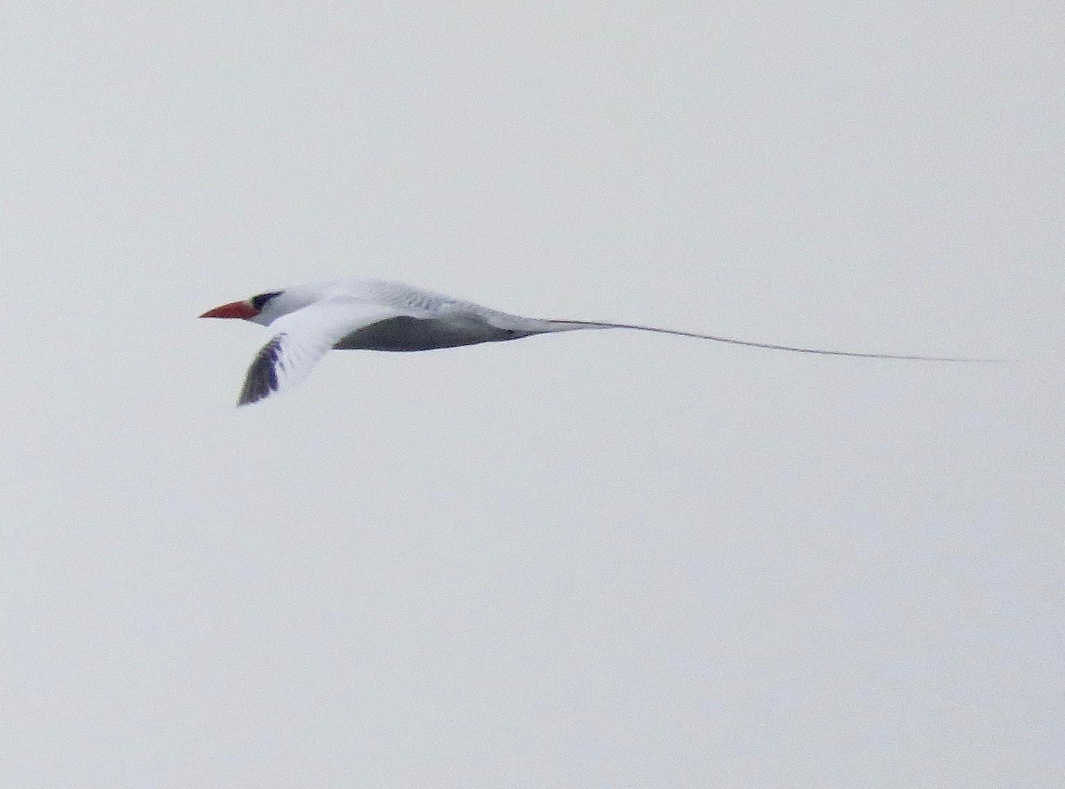 Red-billed Tropicbird Photo by Don Glasco