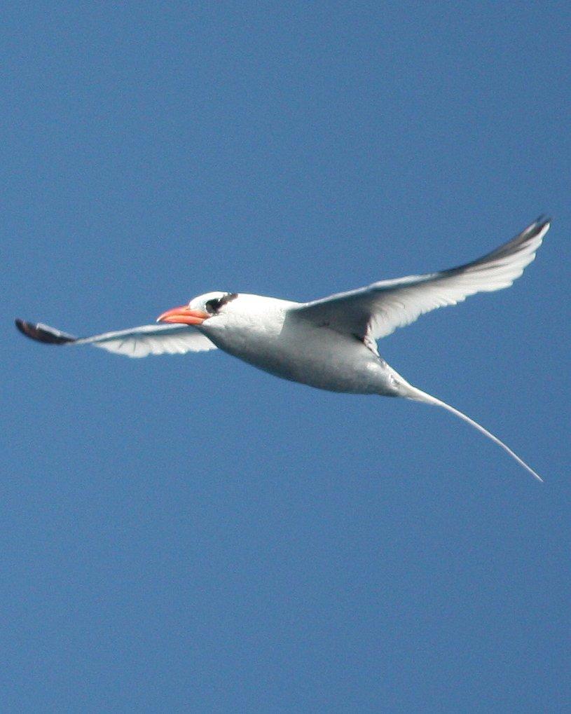 Red-billed Tropicbird Photo by Andrew Core