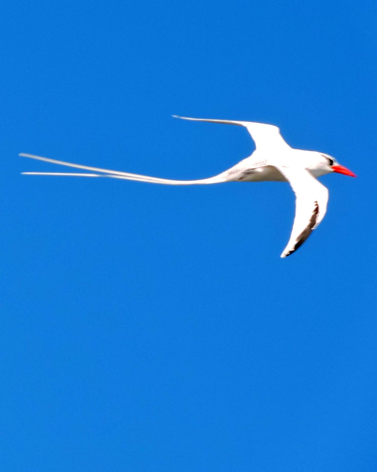 Red-billed Tropicbird Photo by Peter Lowe