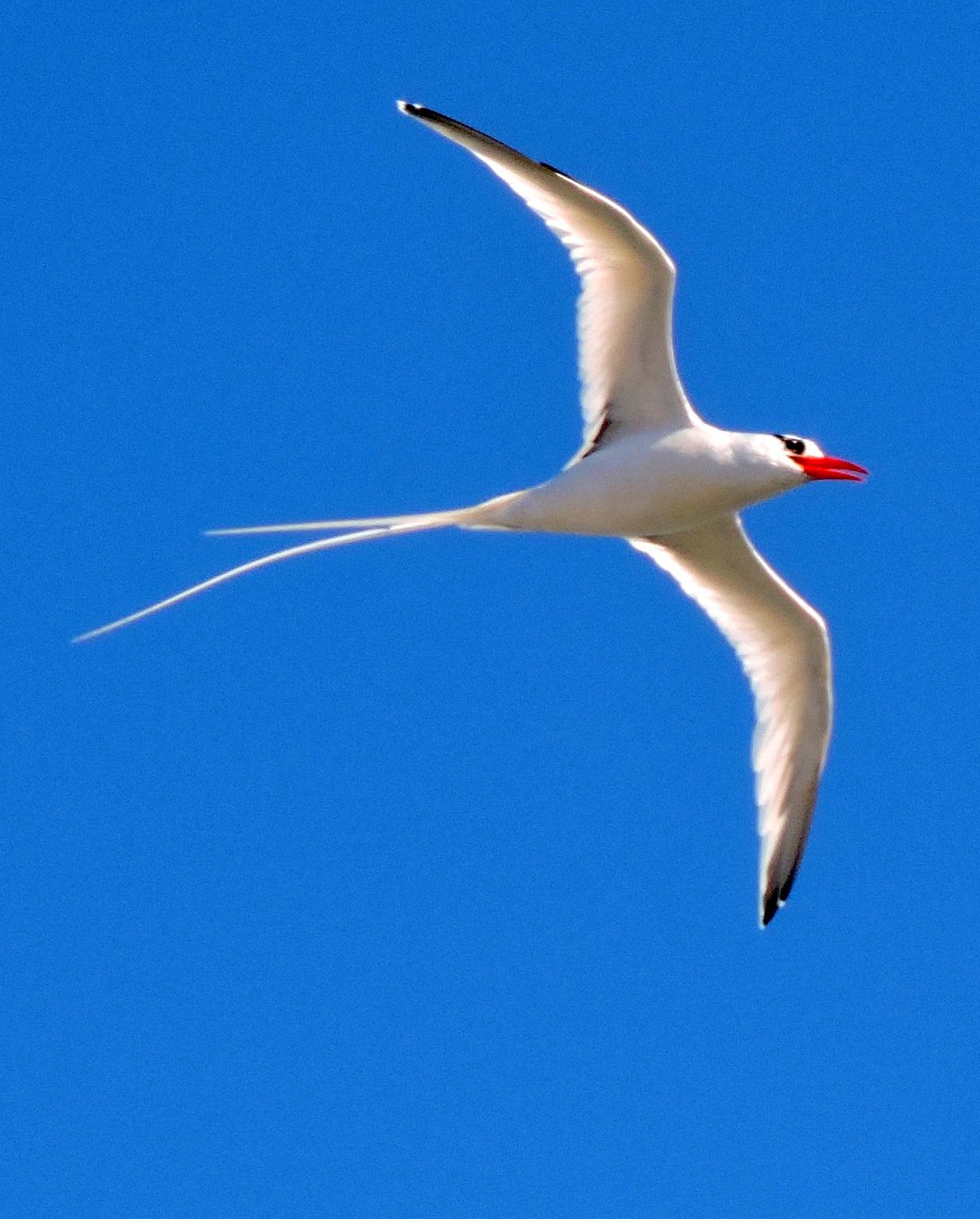 Red-billed Tropicbird Photo by Peter Lowe