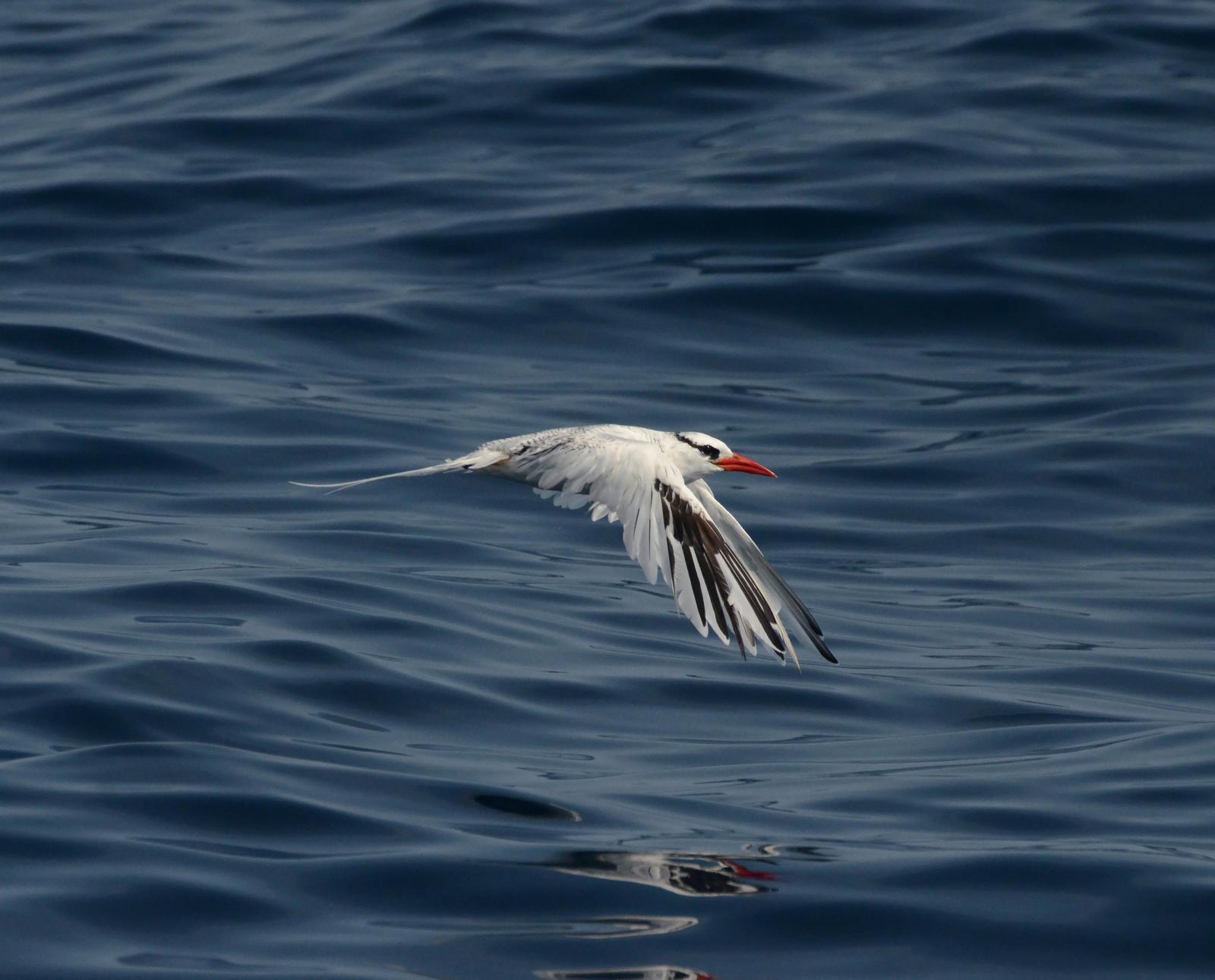 Red-billed Tropicbird Photo by Steven Mlodinow