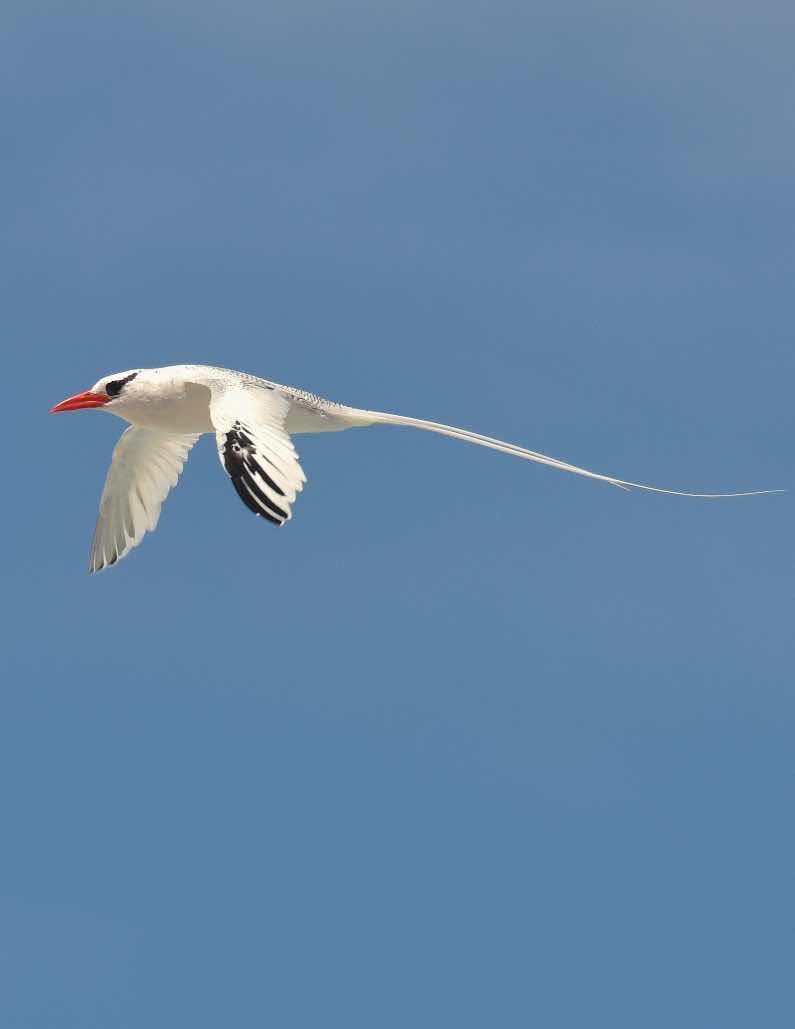 Red-billed Tropicbird Photo by Andrew Pittman