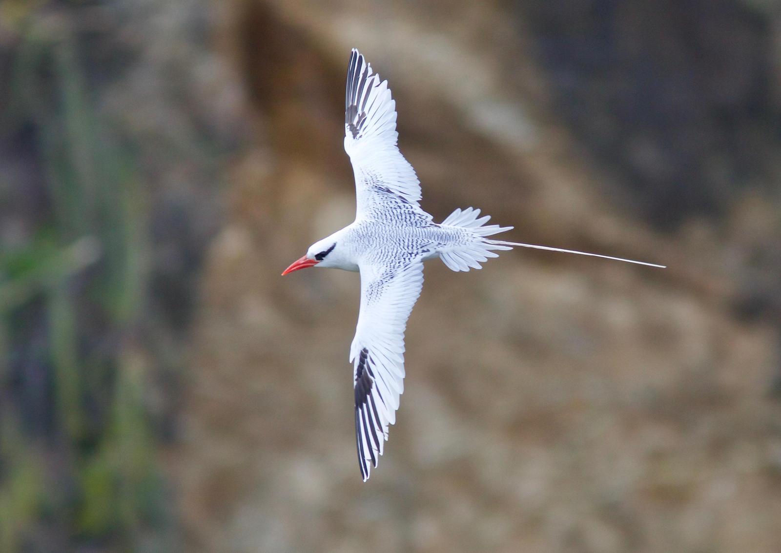 Red-billed Tropicbird Photo by Andre  Moncrieff