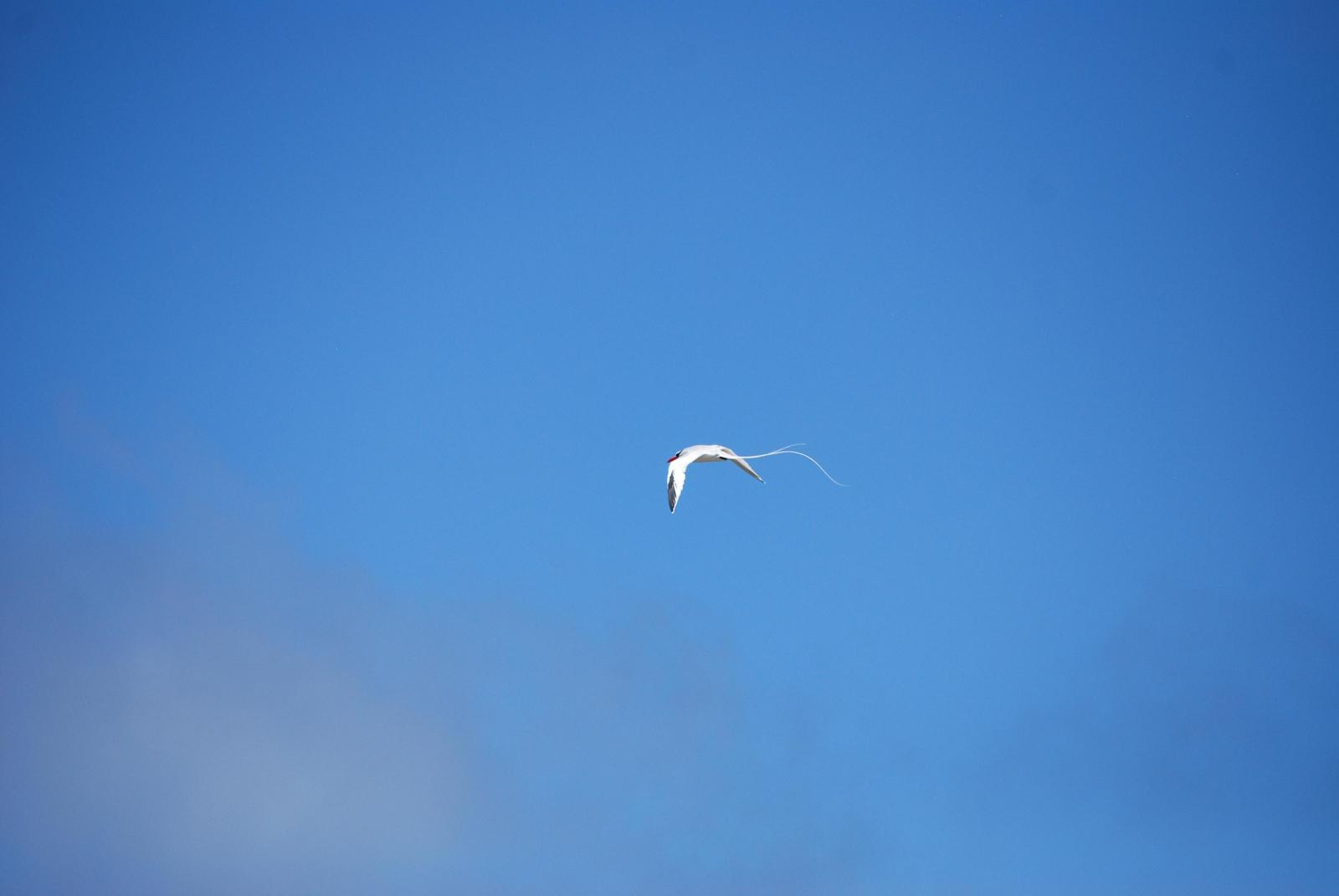 Red-billed Tropicbird Photo by Olivia Noonan