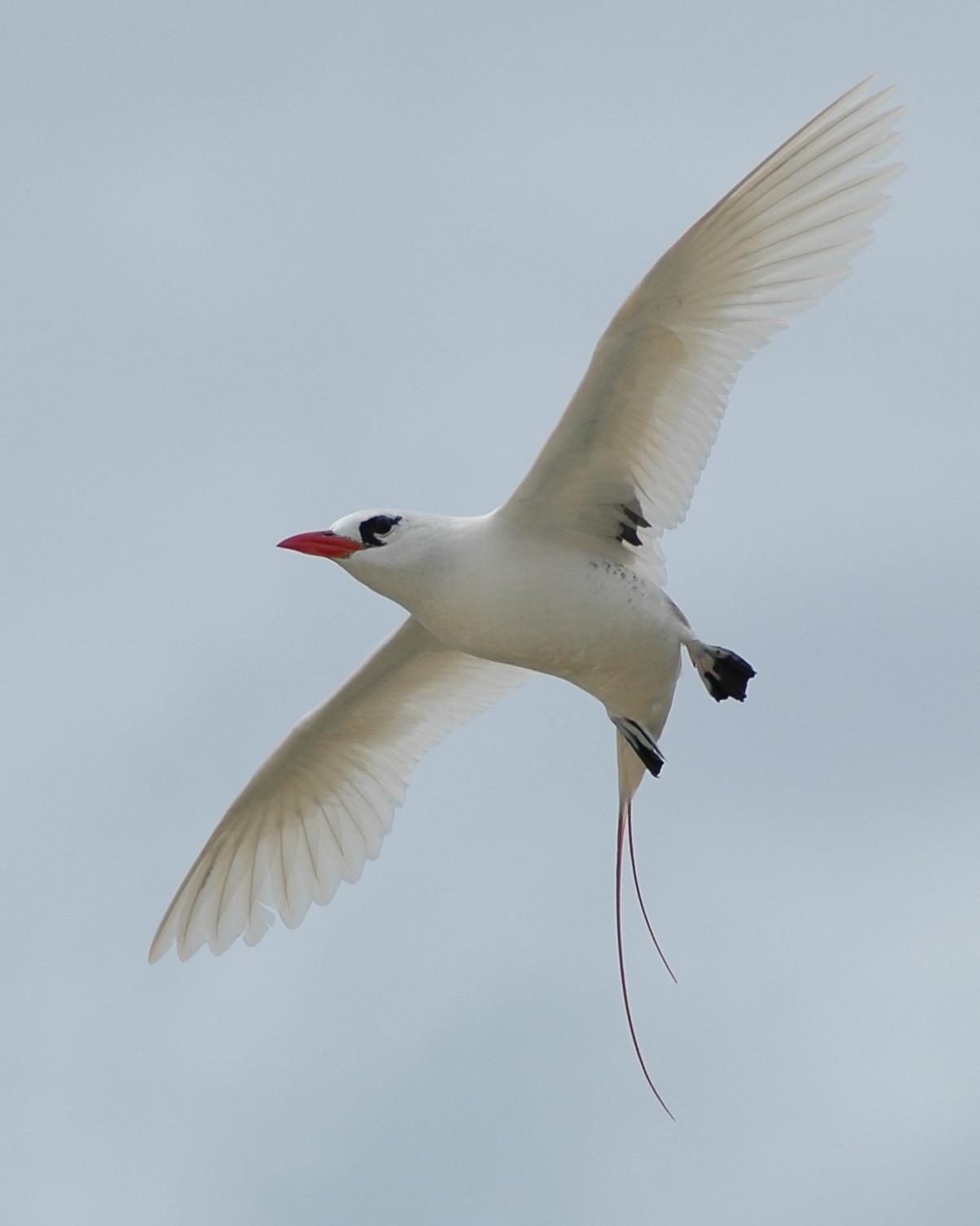 Red-tailed Tropicbird Photo by Steve Tucker