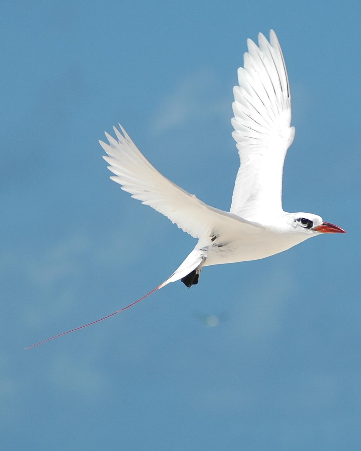 Red-tailed Tropicbird Photo by Steve Tucker