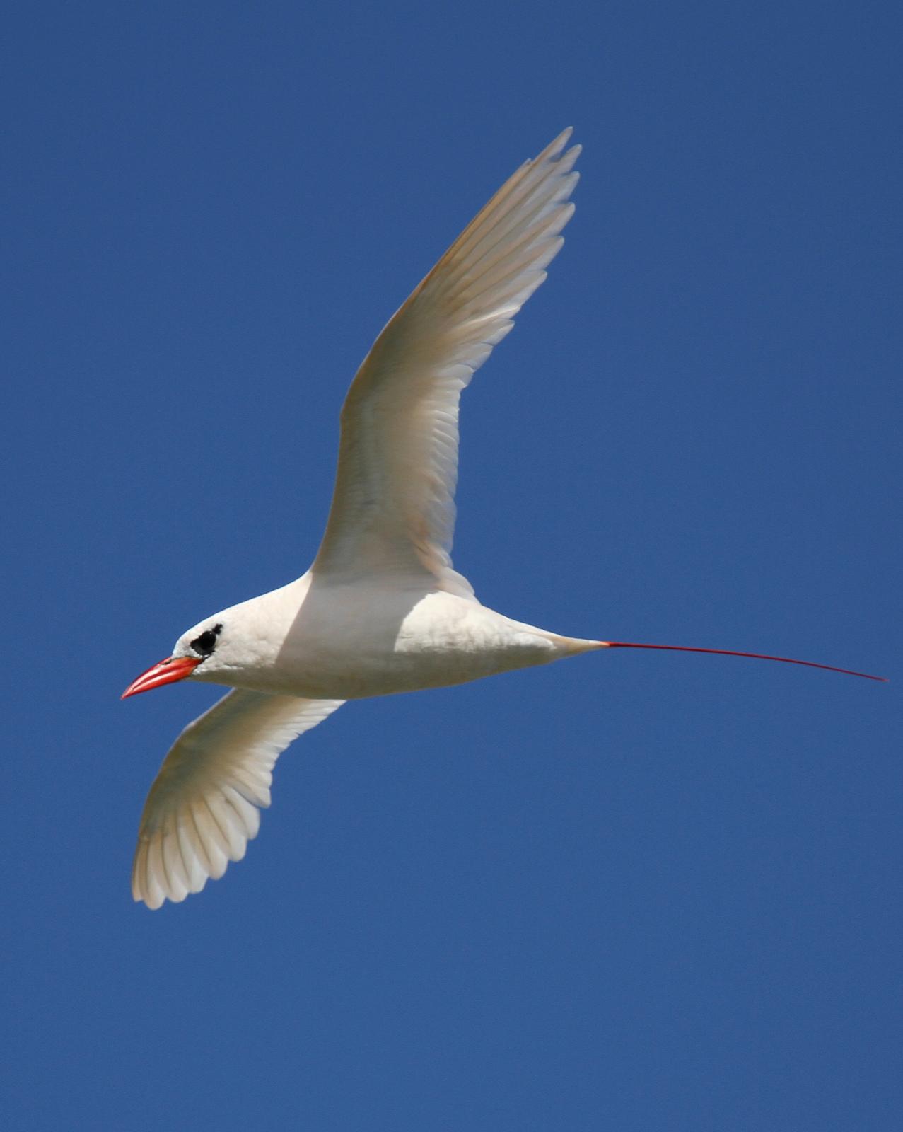 Red-tailed Tropicbird Photo by Matthew Grube