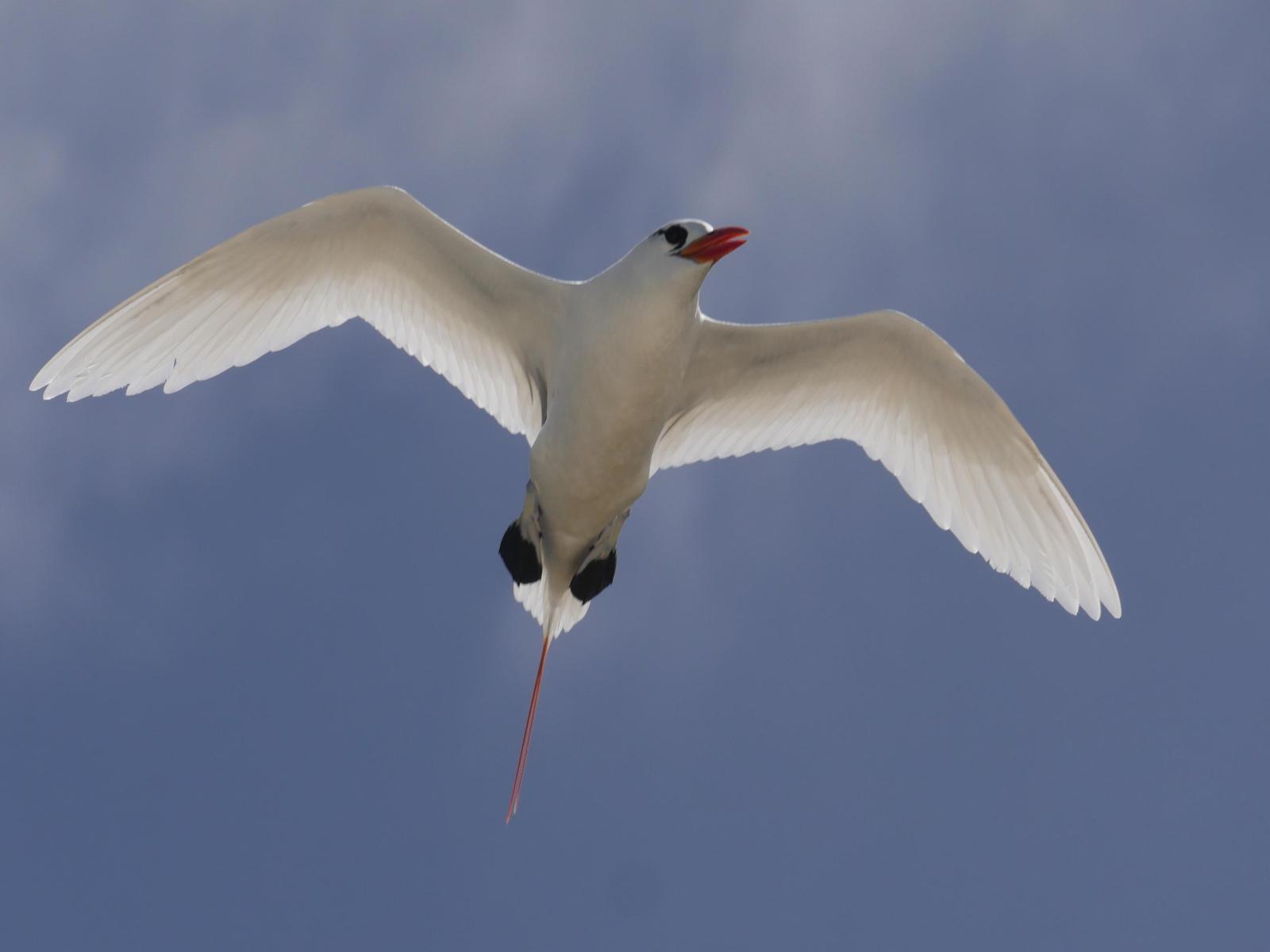 Red-tailed Tropicbird Photo by Peter Lowe