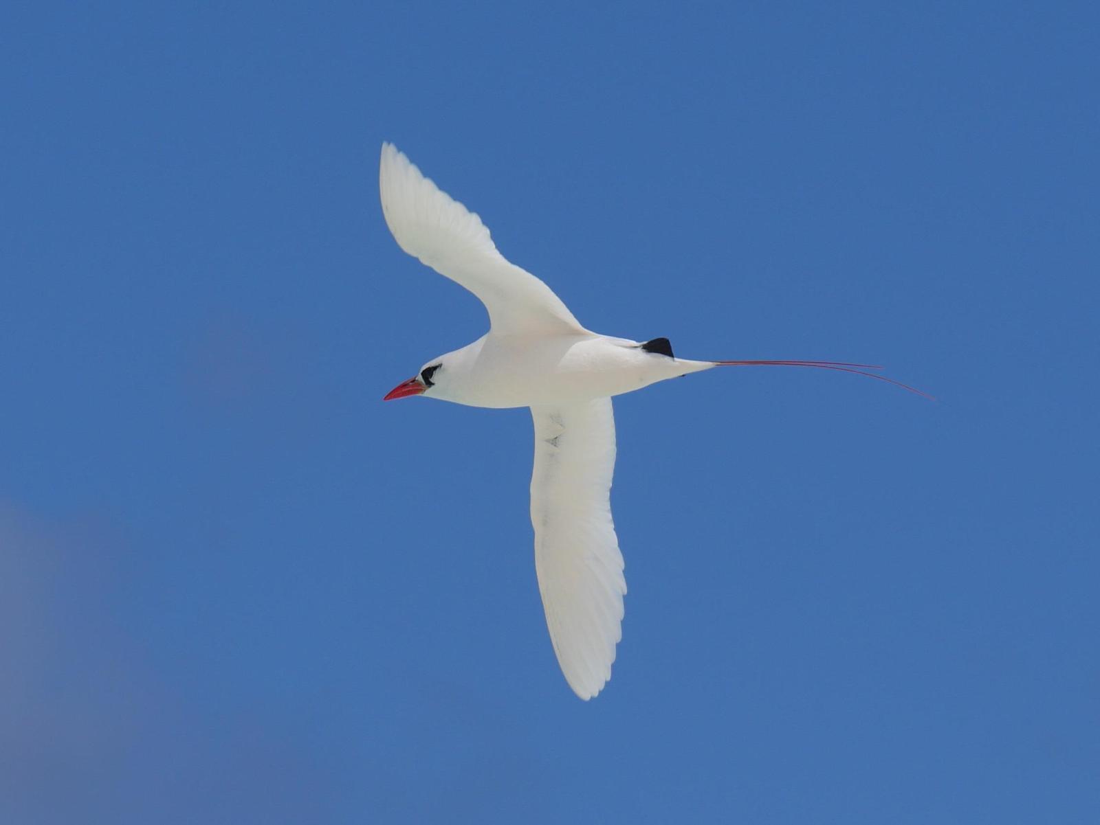 Red-tailed Tropicbird Photo by Peter Lowe