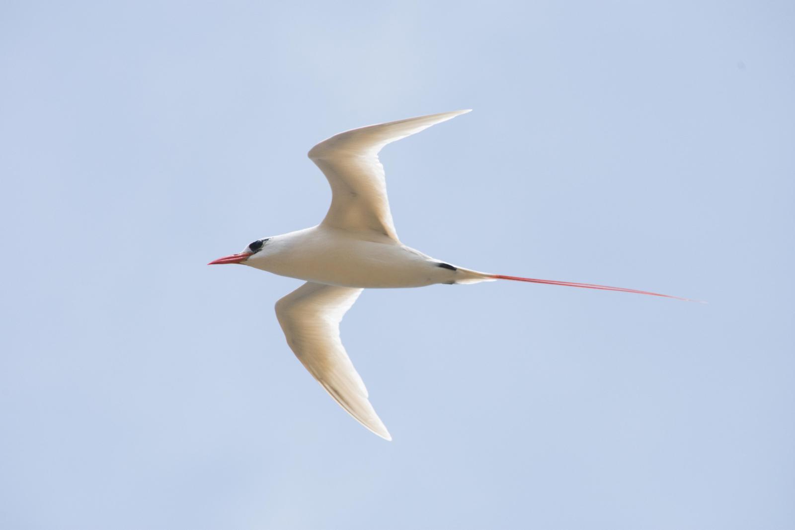Red-tailed Tropicbird Photo by Joseph Angstman