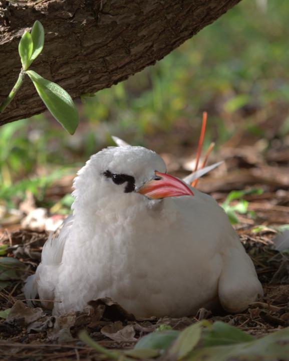 Red-tailed Tropicbird Photo by Mat Gilfedder