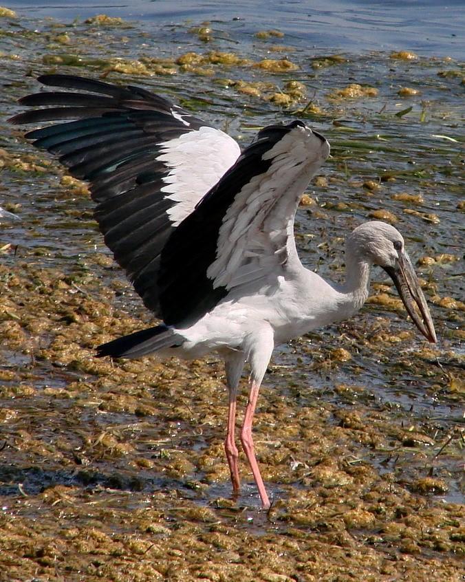 Asian Openbill Photo by Sean Fitzgerald