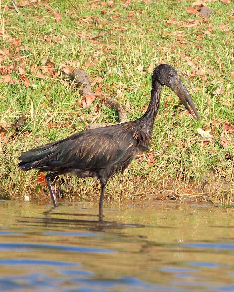 African Openbill Photo by Denis Rivard