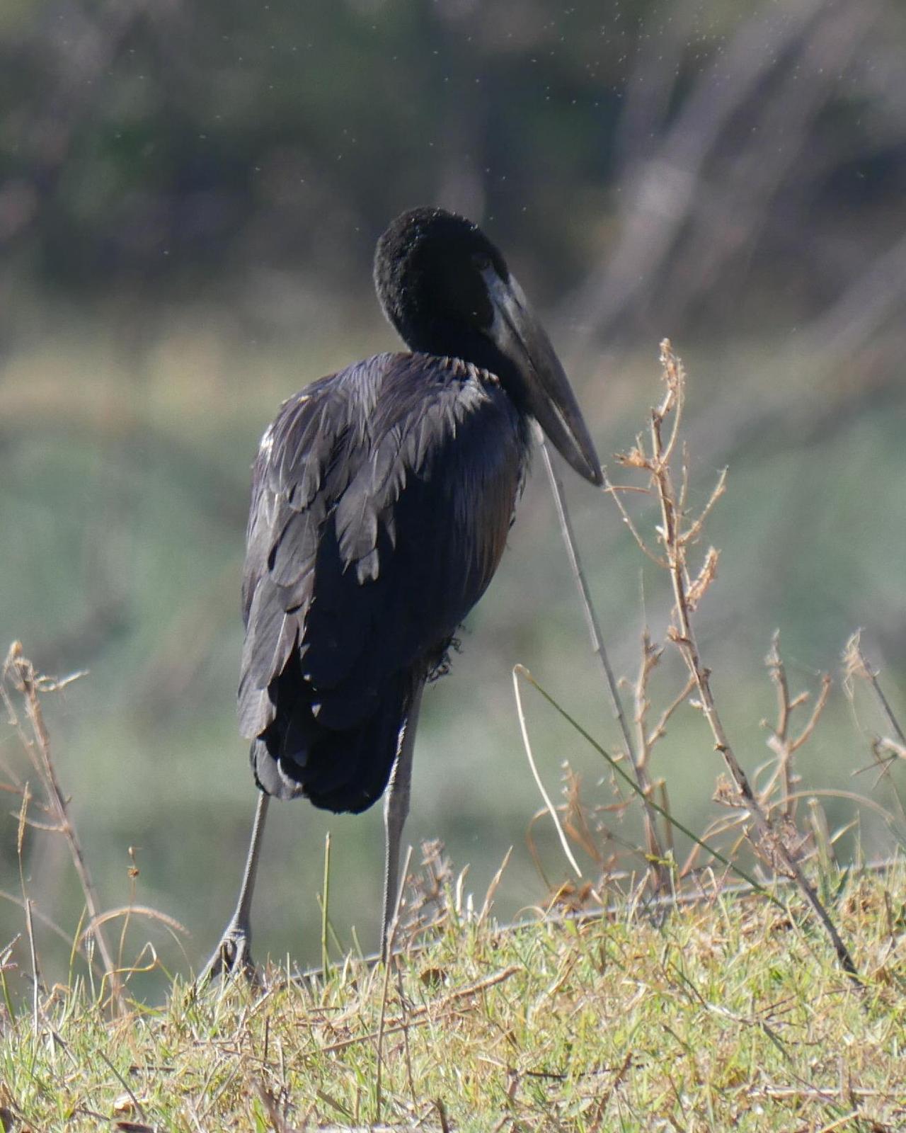 African Openbill Photo by Peter Lowe
