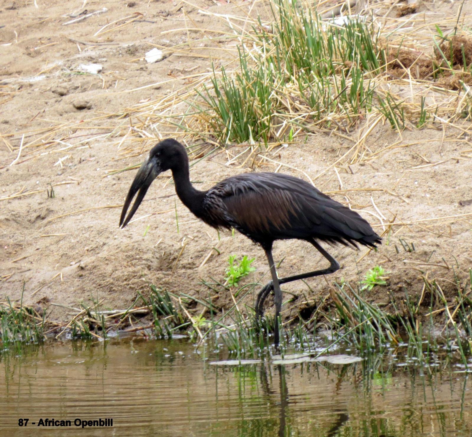 African Openbill Photo by Richard  Lowe