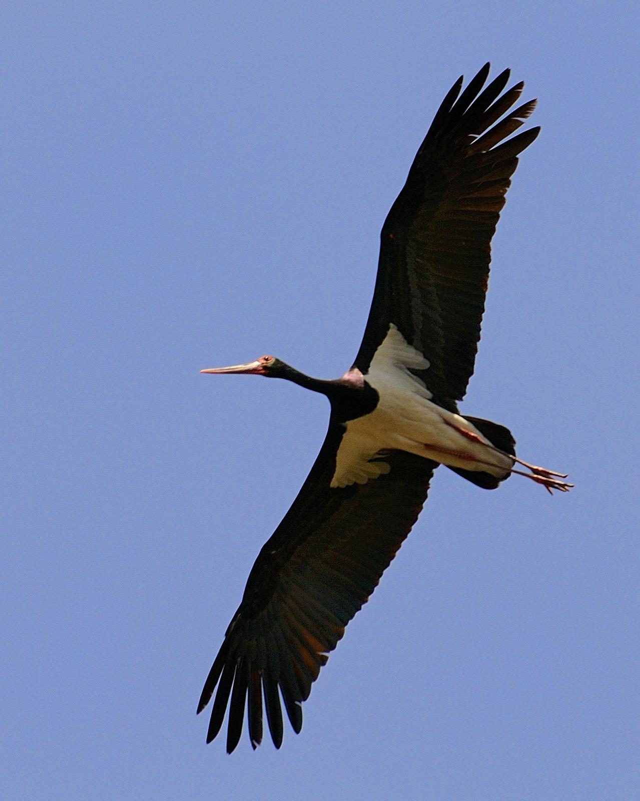 Black Stork Photo by Andres Rios