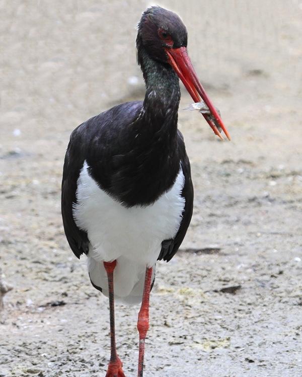 Black Stork Photo by Monte Taylor