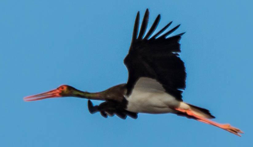 Black Stork Photo by Karen Prisby